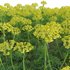 Euphorbia cyparissias – Cypress spurge - Thumbnail 2