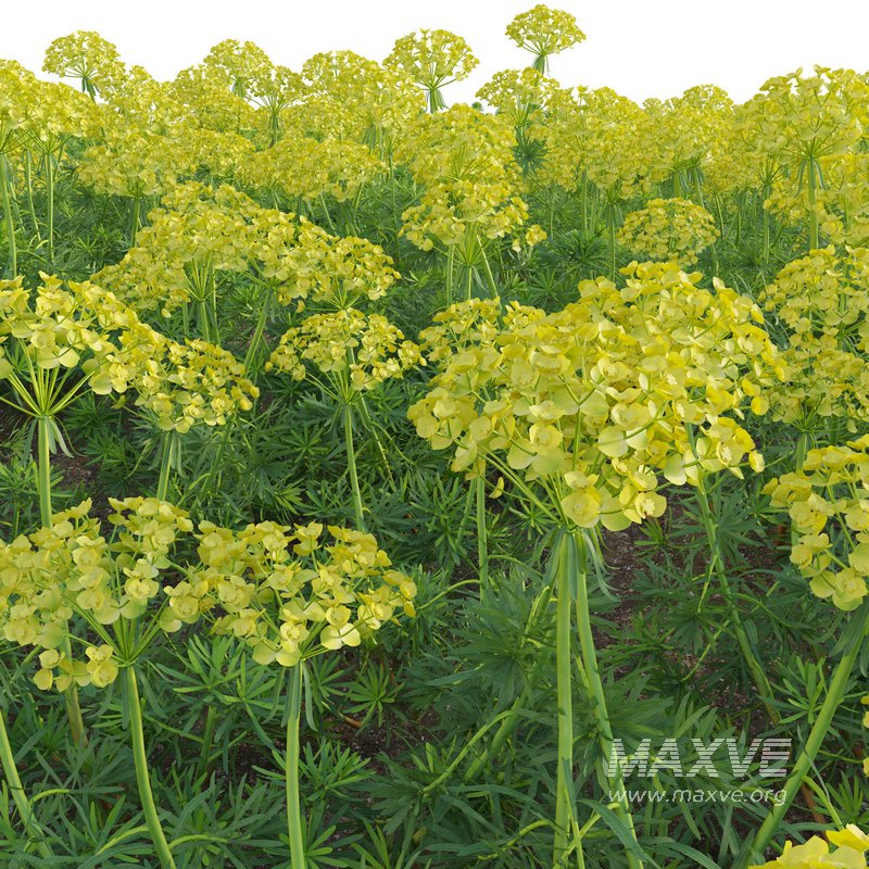Euphorbia cyparissias – Cypress spurge - Image 2