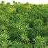 Euphorbia cyparissias – Cypress spurge 02 - Thumbnail 3