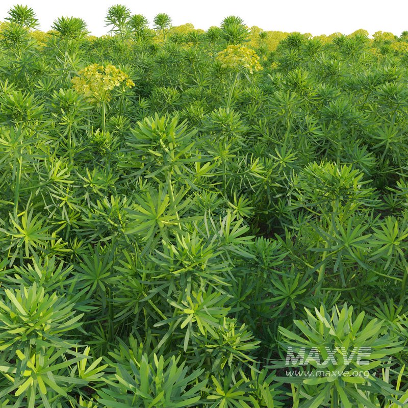 Euphorbia cyparissias – Cypress spurge 02 - Image 3