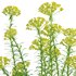 Euphorbia cyparissias – Cypress spurge 02 - Thumbnail 4