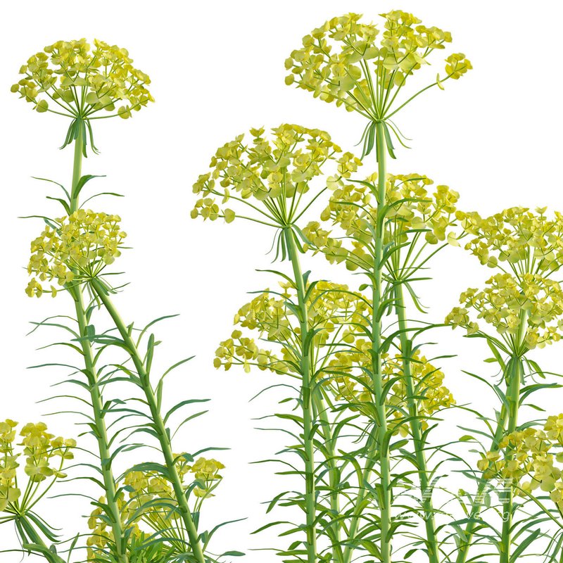 Euphorbia cyparissias – Cypress spurge 02 - Image 4