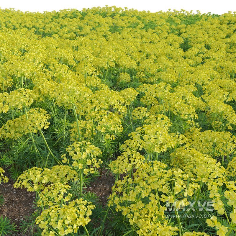 Euphorbia cyparissias – Cypress spurge - Image 5