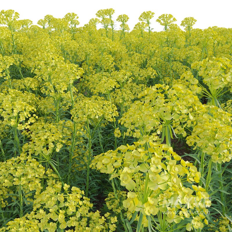 Euphorbia cyparissias – Cypress spurge - Image 6