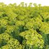 Euphorbia cyparissias – Cypress spurge 02 - Thumbnail 6