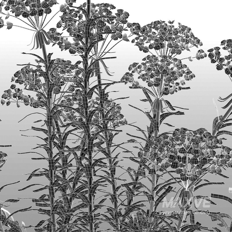 Euphorbia cyparissias – Cypress spurge 02 - Image 7