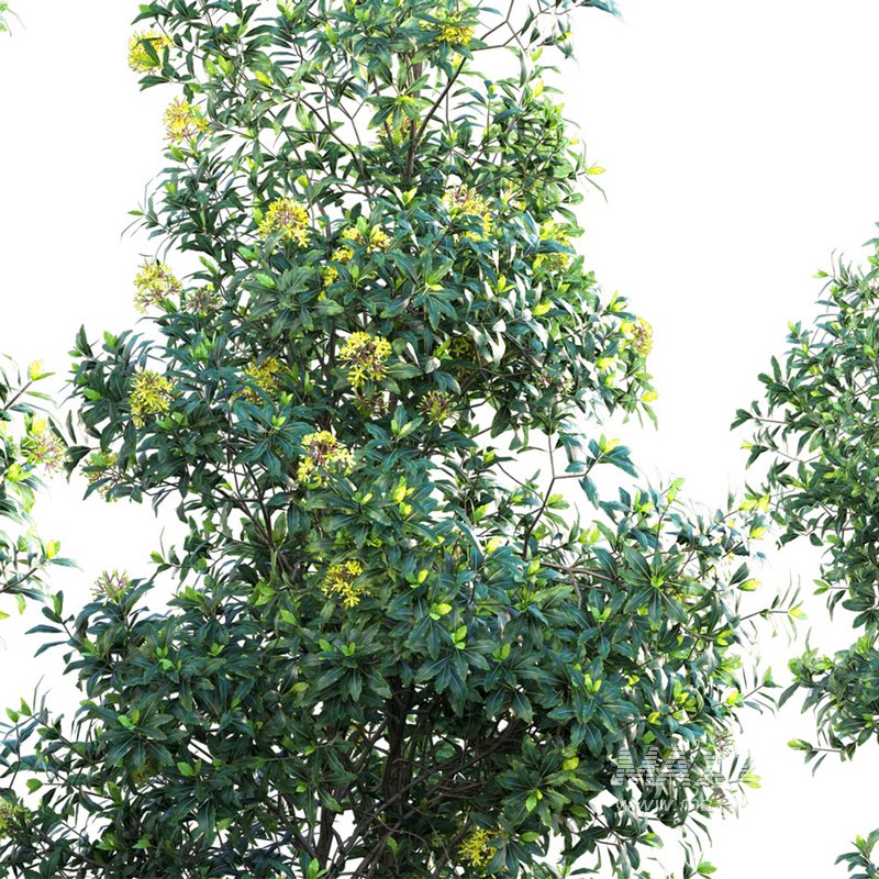 Lemonwood Tree – Pittosporum eugenioides 02 - Image 3