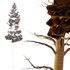 Pinus tree001 - Thumbnail 2