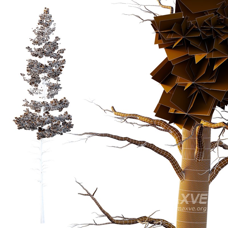 Pinus tree001 - Image 2