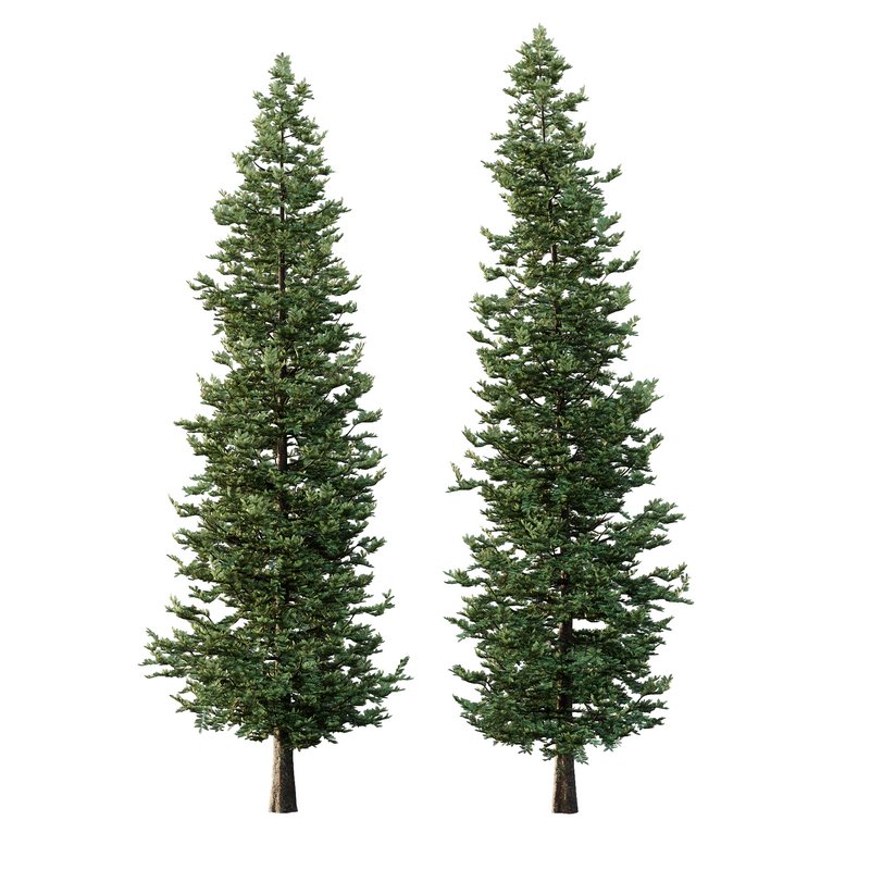 spruce tree13 - Image 4