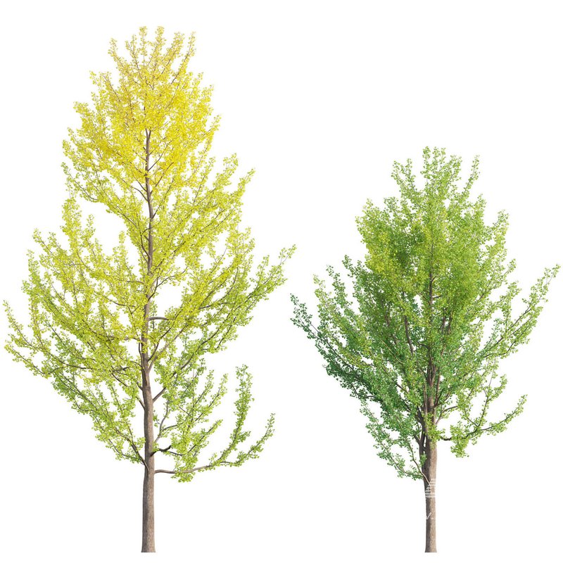 Ginkgo Biloba – Maidenhair Tree 02 - Image 1