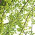 Ginkgo Biloba – Maidenhair Tree 03 - Thumbnail 3