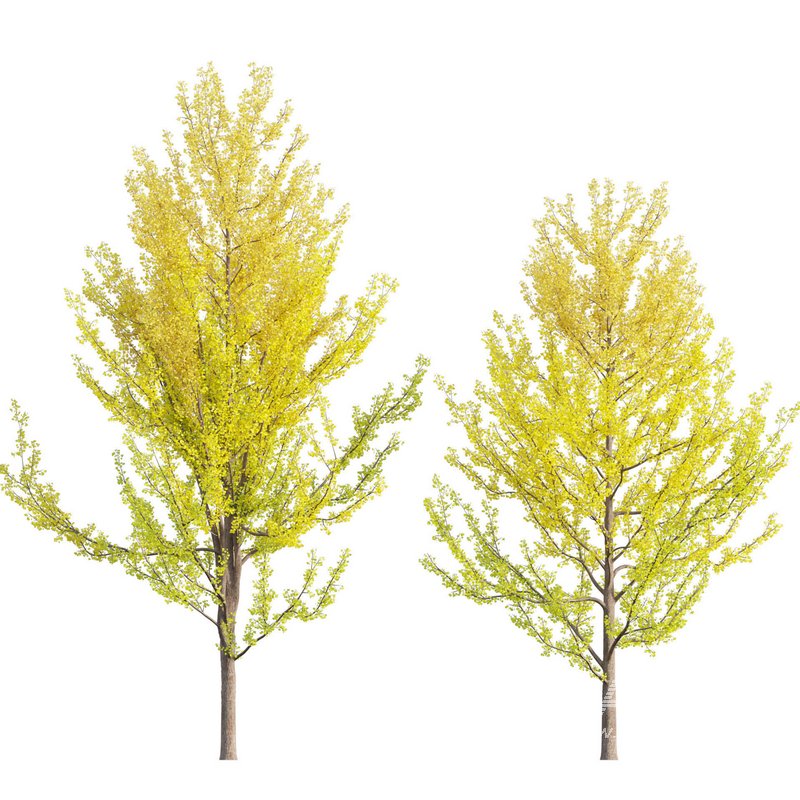 Ginkgo Biloba – Maidenhair Tree 03 - Image 1