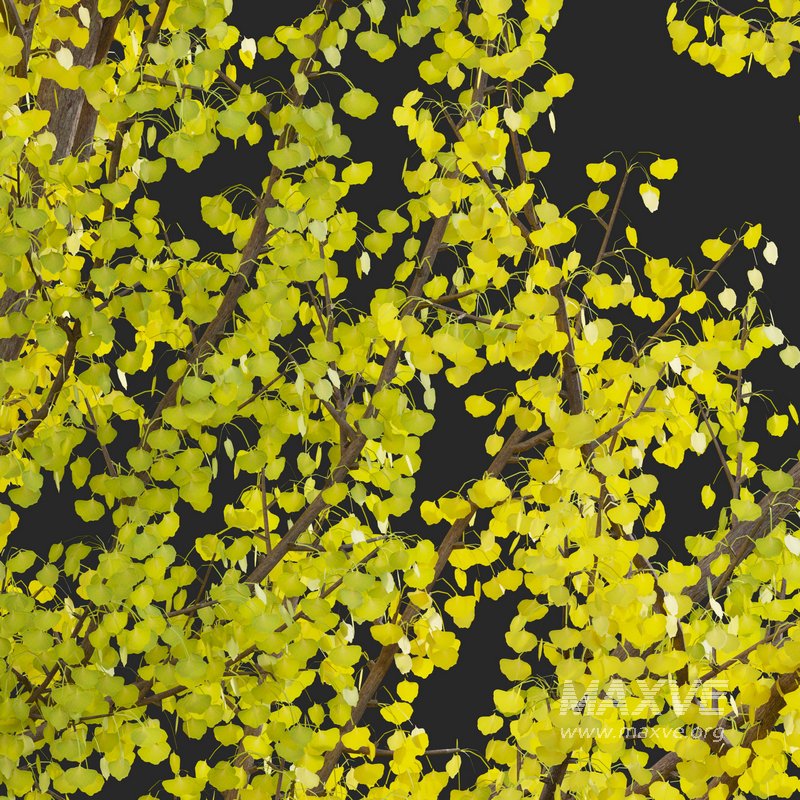 Ginkgo Biloba – Maidenhair Tree 03 - Image 2