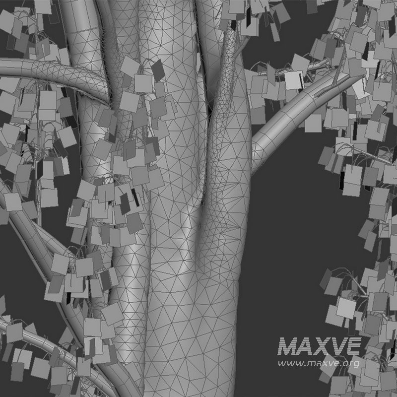 Ginkgo Biloba – Maidenhair Tree 01 - Image 4