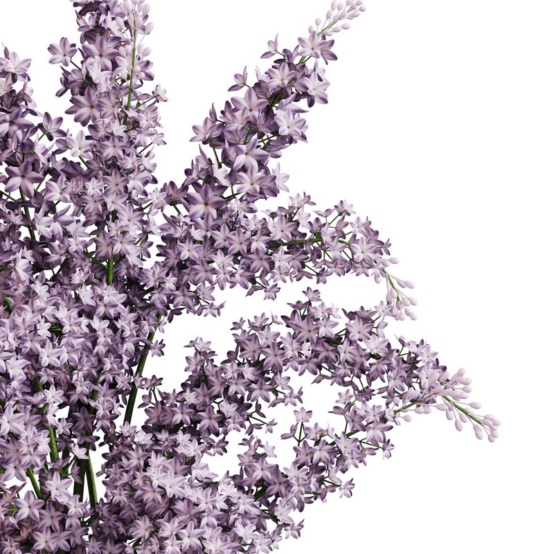 blooming lilac in white pot - Image 6