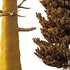 spruce tree004 - Thumbnail 2