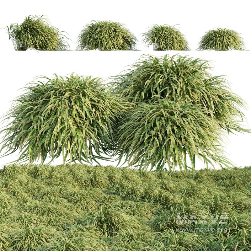 Hakonechloa macra – Japanese forest grass - Image 1