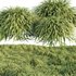 Hakonechloa macra – Japanese forest grass - Thumbnail 2