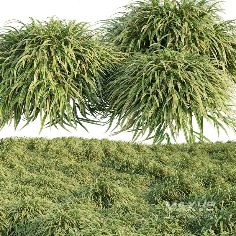 Hakonechloa macra – Japanese forest grass - Image 2