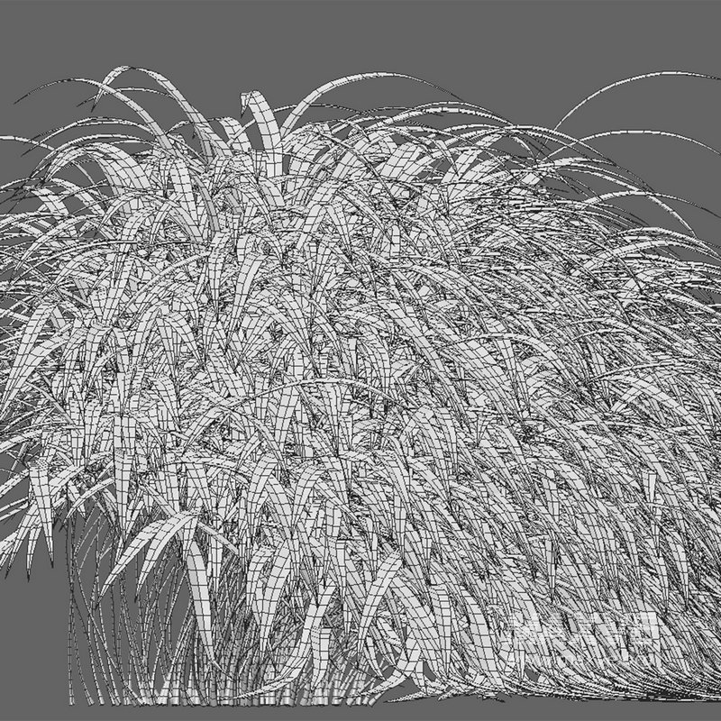 Hakonechloa macra – Japanese forest grass - Image 5