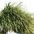 Hakonechloa macra – Japanese forest grass - Thumbnail 4