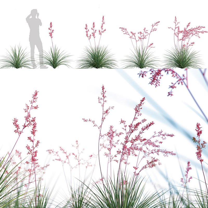 Hesperaloe Parviflora – Red Yucca - Image 1