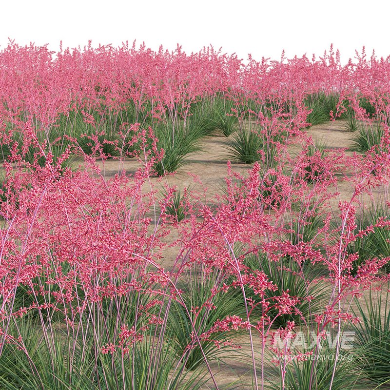 Hesperaloe Parviflora – Red Yucca - Image 2