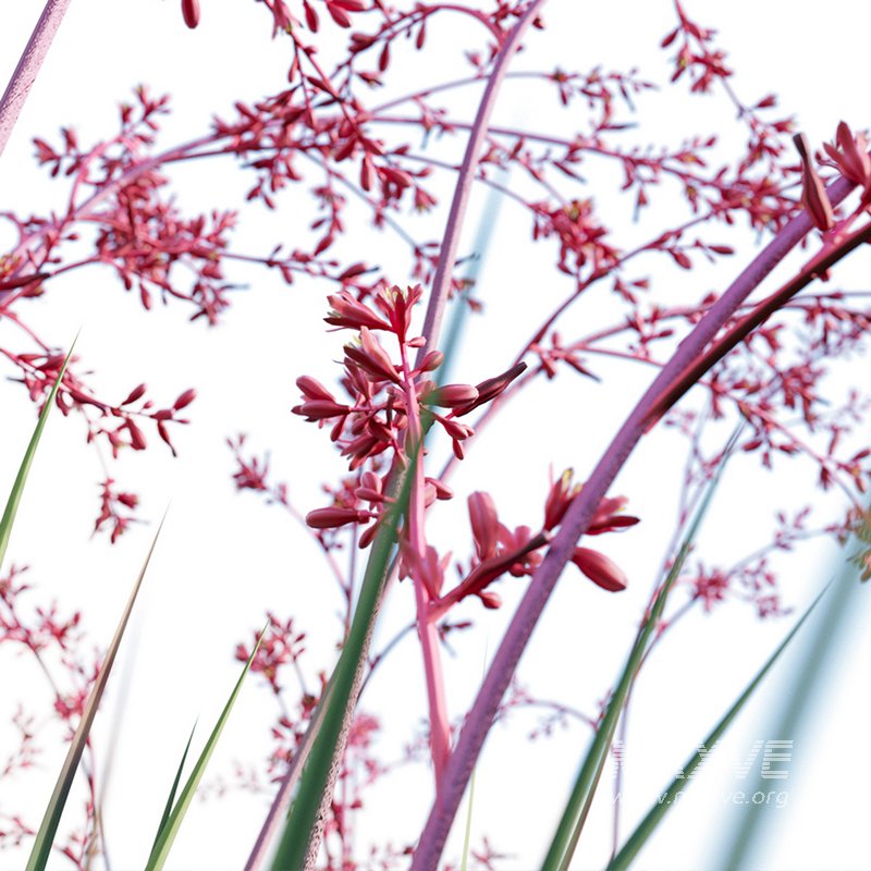 Hesperaloe Parviflora – Red Yucca - Image 4