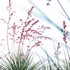 Hesperaloe Parviflora – Red Yucca - Thumbnail 3