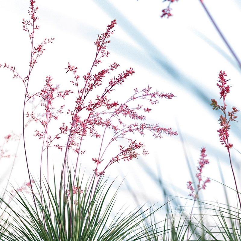 Hesperaloe Parviflora – Red Yucca - Image 3