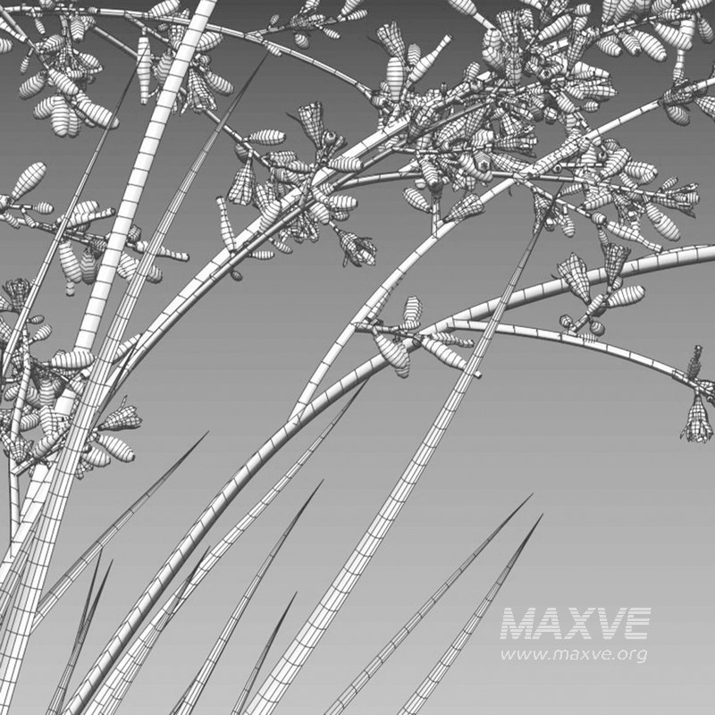 Hesperaloe Parviflora – Red Yucca - Image 5