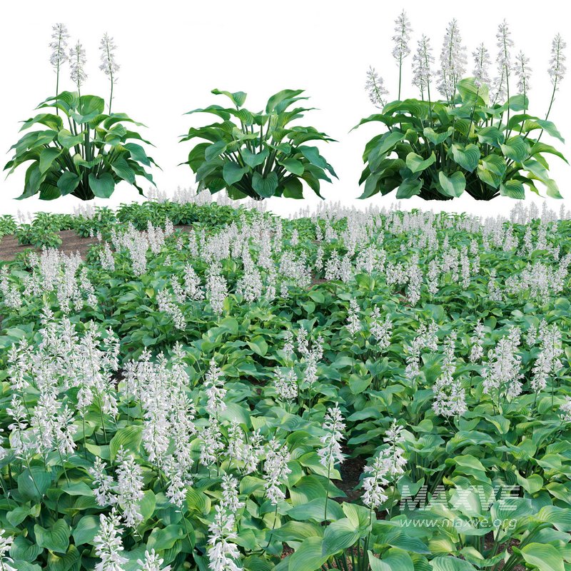 Hosta – Plantain Lily 02 - Image 1