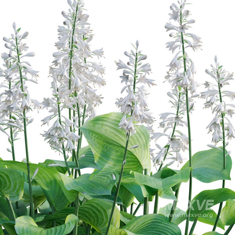 Hosta – Plantain Lily - Image 2