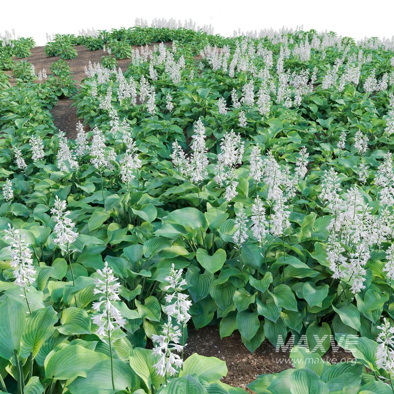 Hosta – Plantain Lily - Image 4