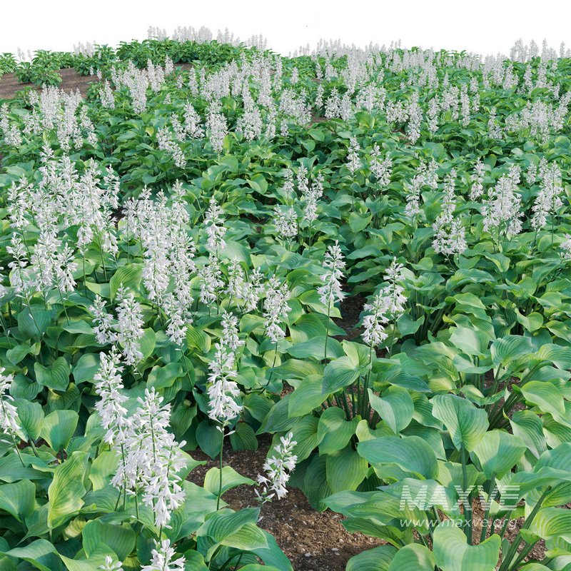Hosta – Plantain Lily - Image 5
