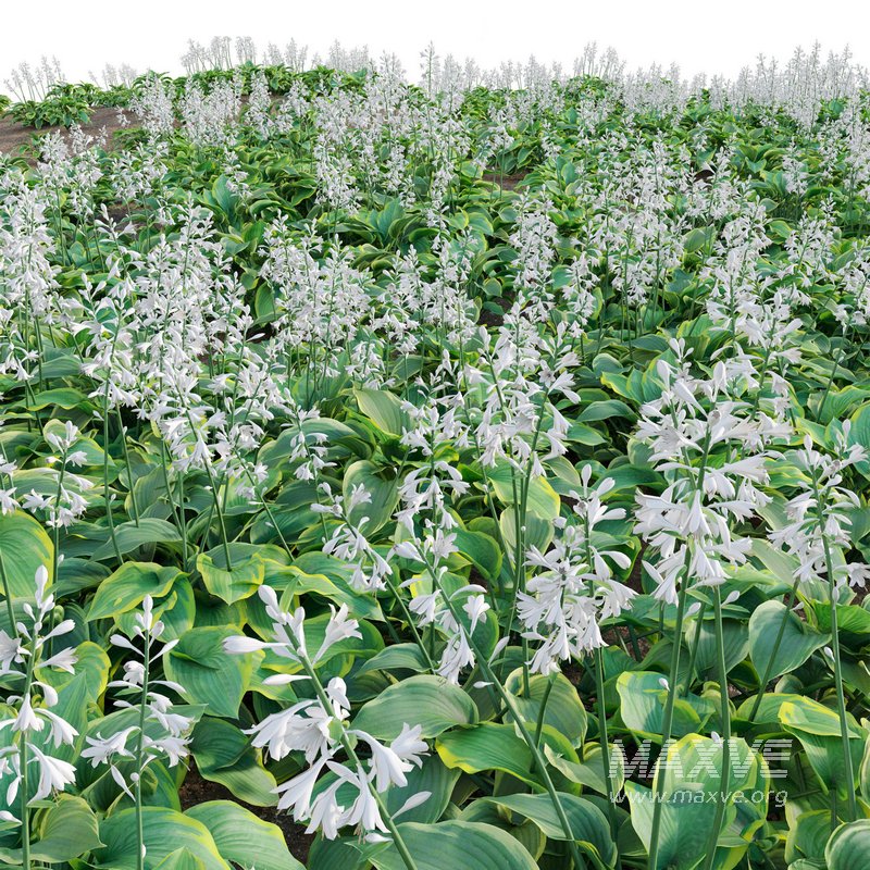Hosta – Plantain Lily 02 - Image 6