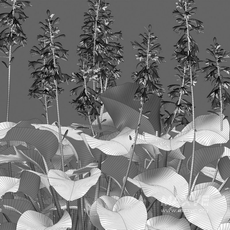 Hosta – Plantain Lily - Image 7