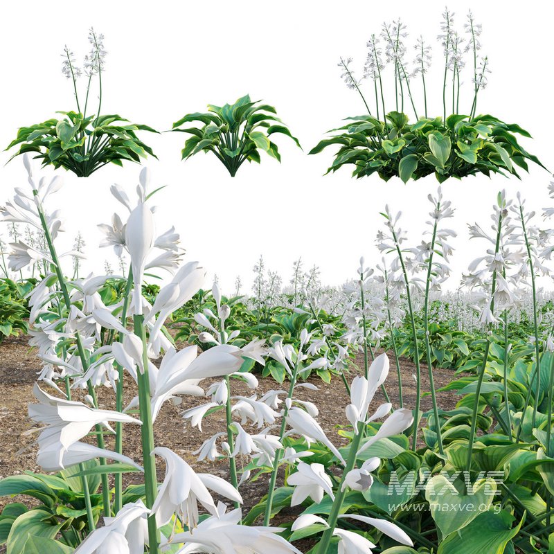 Hosta – Plantain Lily - Image 1