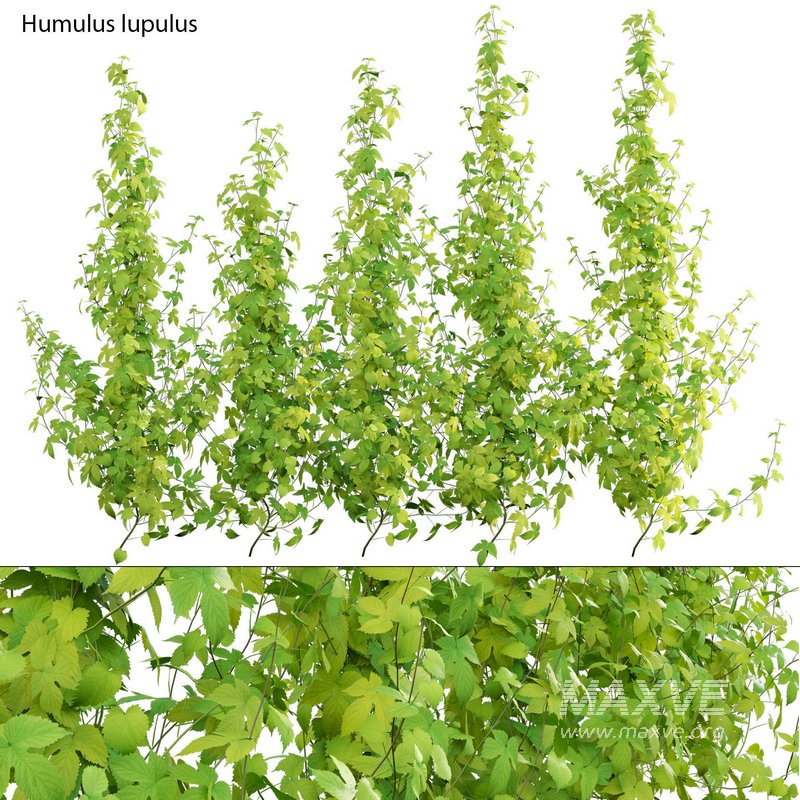 Humulus lupulus 02 - Image 1
