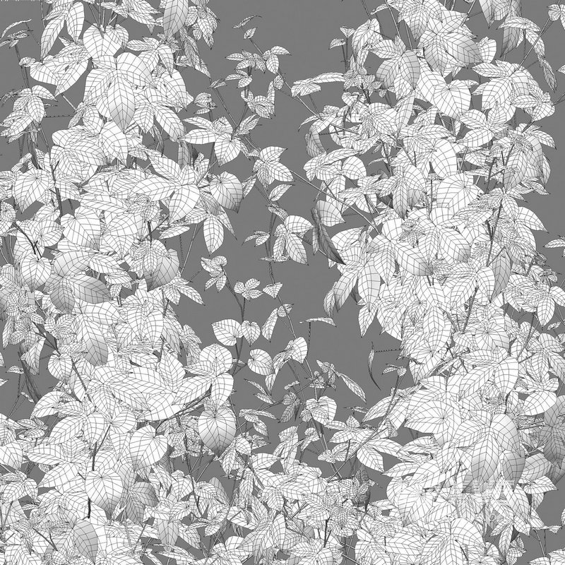 Humulus lupulus 02 - Image 4