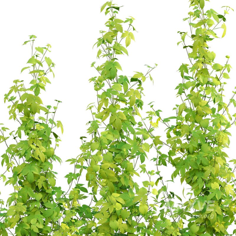 Humulus lupulus 02 - Image 2