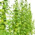 Humulus lupulus 02 - Thumbnail 3