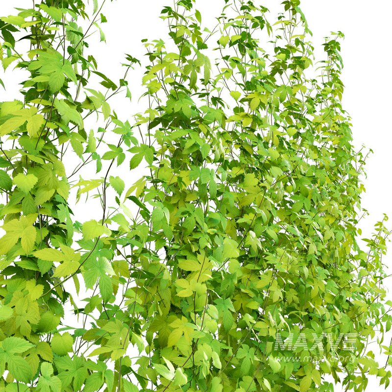 Humulus lupulus 02 - Image 3