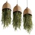 Indoorplants-Hanging plants set-81 - Thumbnail 4
