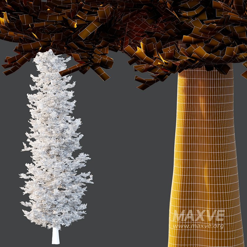 spruce tree13 - Image 3