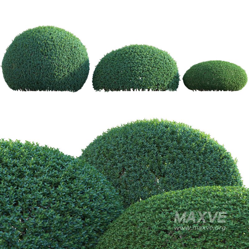 Ilex crenata – Box Leaved Holly – Japanese Holly – 01 - Image 1