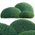 Ilex crenata – Box Leaved Holly – Japanese Holly – 01 - Thumbnail 2