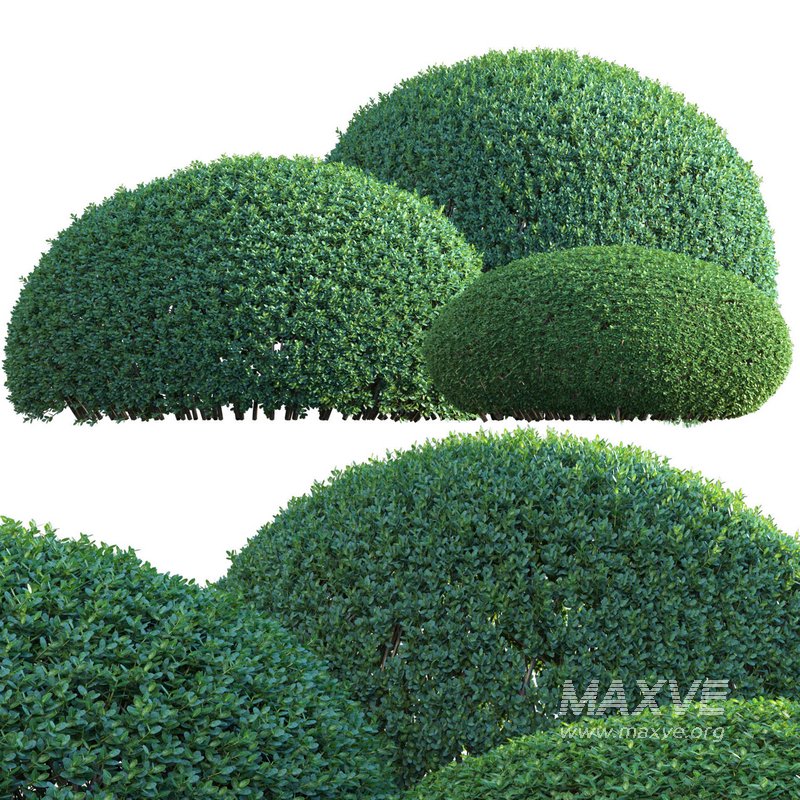 Ilex crenata – Box Leaved Holly – Japanese Holly – 01 - Image 2