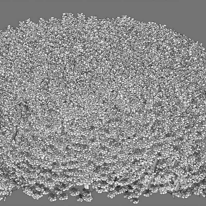 Ilex crenata – Box Leaved Holly – Japanese Holly – 01 - Image 4